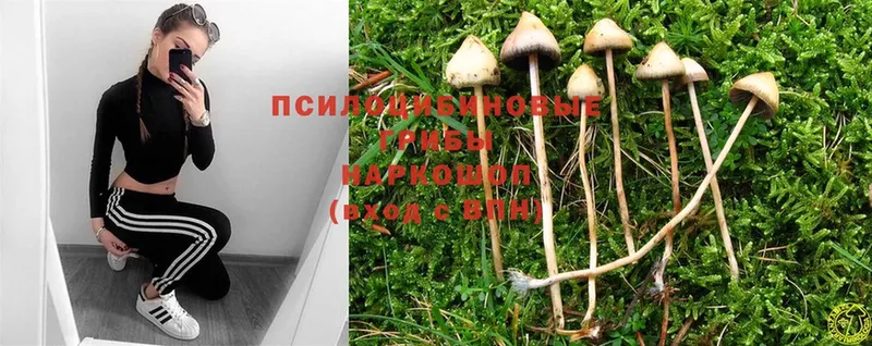 Псилоцибиновые грибы Psilocybe  Мамоново 